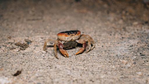 Cangrejo negro 