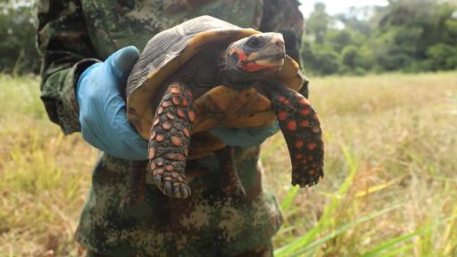 Tráfico de fauna incautada Colombia 2023 