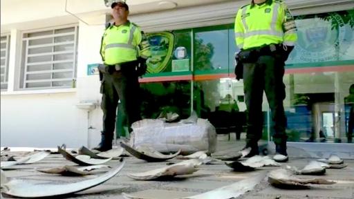 Incautan 450 aletas de tiburón en Barranquilla