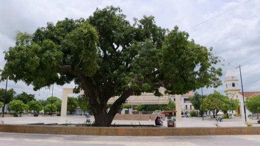 Historia del palo de mango de la Plaza Alfonso López, Valledupar