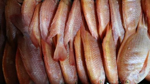 precios de pescados y mariscos en Semana Santa