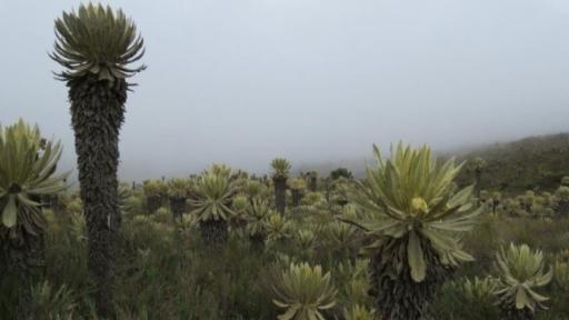 Jóvenes embajadores de los páramos de Colombia
