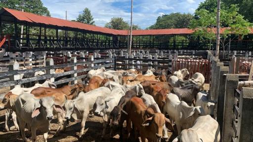 ¿Por qué está más cara la carne en colombia? | canasta familiar