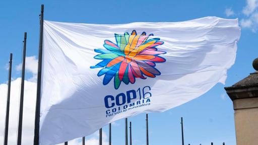 Agenda político académica de la Zona Verde en la COP16- lugares- temas