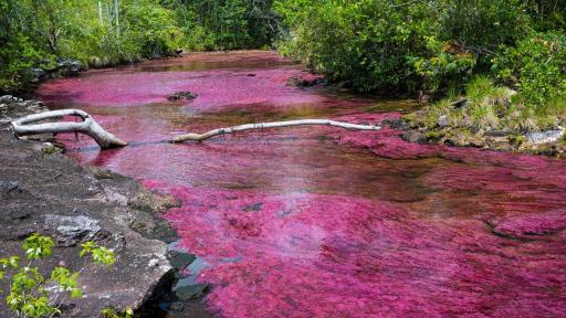 COP16: Caño Cristales maravilla a sus visitantes