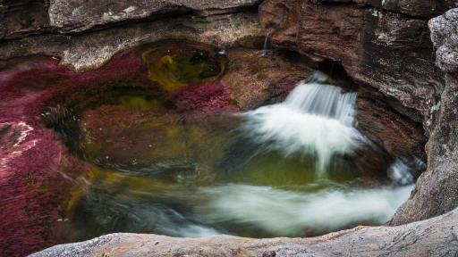 Caño Cristales: Negada demanda para exploración por Tribunal 