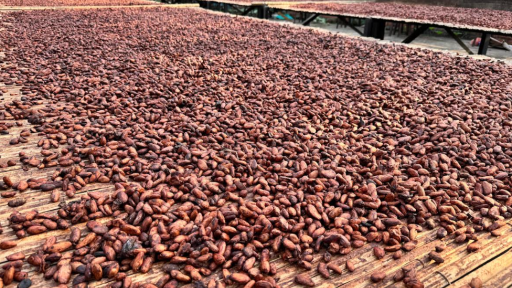 Arauca: El cacao, un producto para la prosperidad