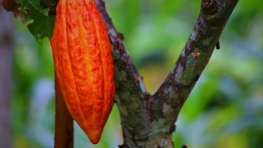 Cacao en Colombia: historia, crecimiento y actualidad