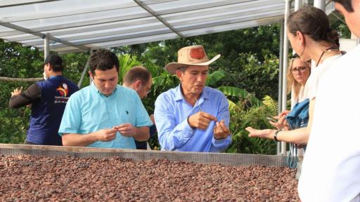 Alerta sanitaria en Huila por plagas en cultivos de cacao