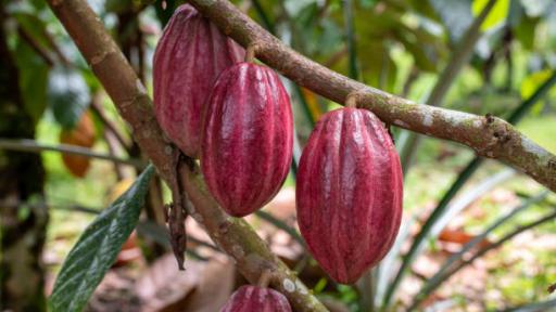 Campesinos de La Cecilia, Teorama, sustituyen cultivos ilícitos por cacao y construyen paz en el Catatumbo
