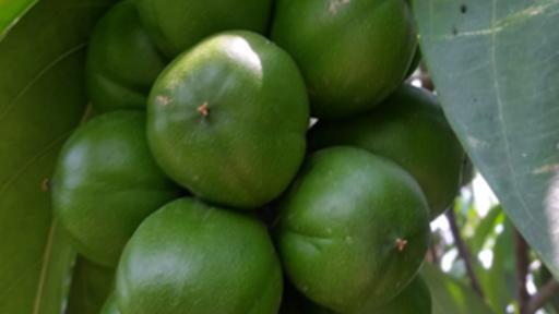 El cacay del Meta: árbol endémico que revoluciona la economía