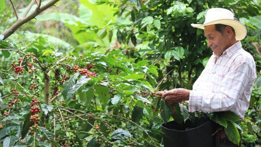 Huila tendrá cinco nuevas centrales de beneficio para fortalecer el café
