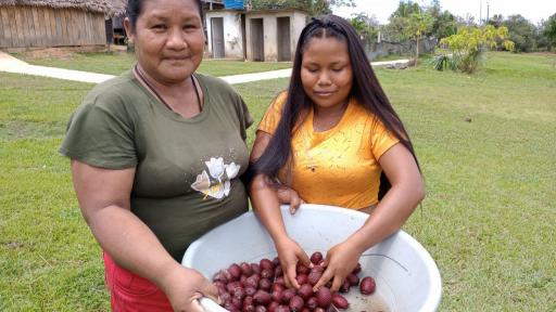 Amazonía: Palma de canangucha