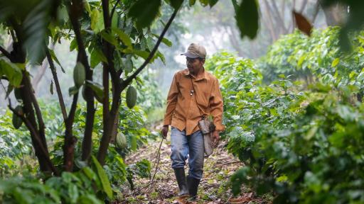 ¿Cómo afecta el cambio climático a la agricultura?