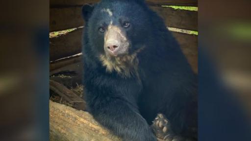 Oso de anteojos, Tamá, retornará a la vida silvestre 