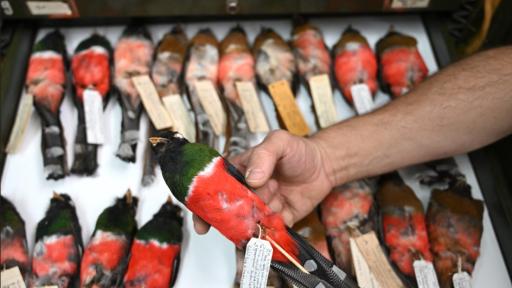 Universidad Nacional de Colombia: en peligro colección de aves