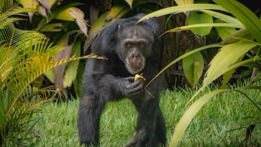 Yoko, el último chimpancé en cautiverio en Colombia, trasladado a Brasil