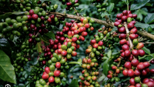 Gran Foro Cafetero del Sur del Huila: Gobierno y líderes cafeteros trazan hoja de ruta