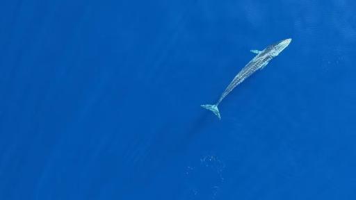 Conservación entre fronteras: reservas marinas móviles para proteger especies migratorias