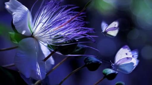 ¿Los animales ven los mismos colores que las personas?