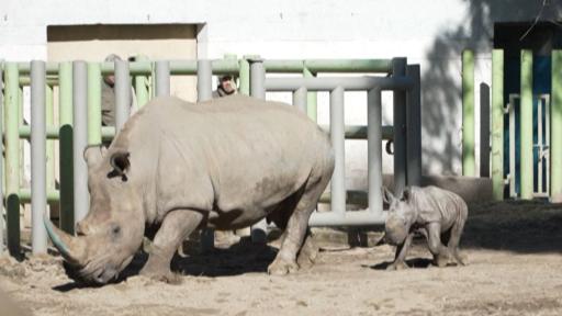 Rinoceronte blanco cuántos quedan