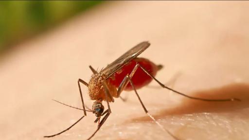 Alerta roja en Huila por fiebre amarilla 