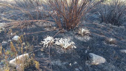 Incendio en Chingaza