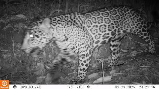 Cinco especies de felinos silvestres fueron registradas en Buenaventura por cámaras trampa de la Red OTUS
