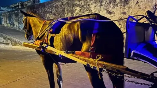 Cartagena prohíbe los coches de caballos e incorpora vehículos eléctricos 