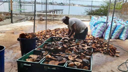 Pacífico Nariño - Cerca de 500 familias productoras de coco limpian los ríos