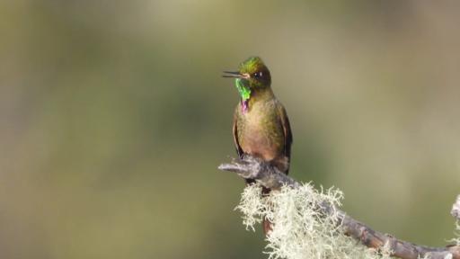 Colibrí ventridorado, avistado en Huila: características 