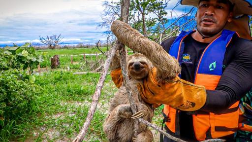 La Mojana: fauna silvestre lucha contra las inundaciones