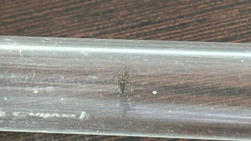 Panorama nacional casos dengue 2024 