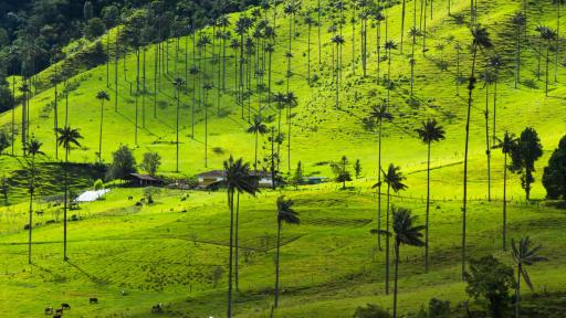 COP 16 Cali: Quindío con propuestas ambientales