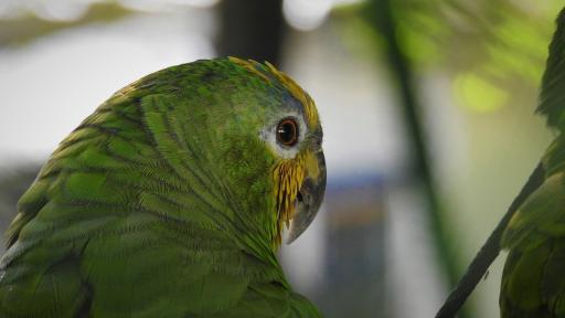 Tráfico ilegal de fauna y flora: Plan Operativo Huila para prevenirlo