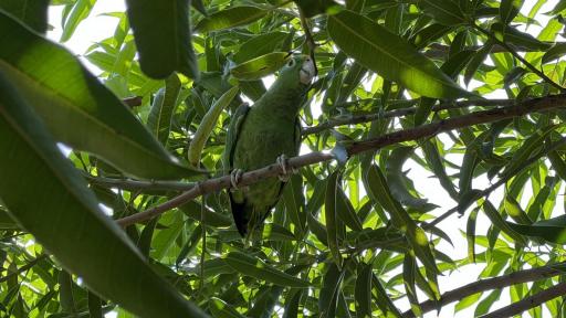 Los loros que viven en una universidad de Valledupar