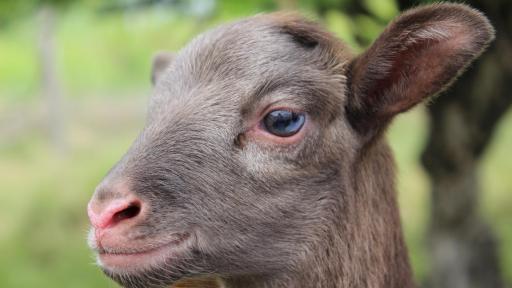 Pelachivas: el arte de criar ovejas en el Tolima