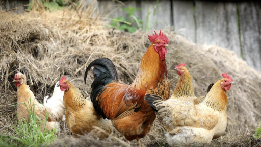 Crecimiento sector avícola 2025: informe de Fenavi