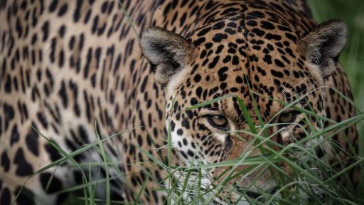 Día Internacional del Jaguar el felino más grande del continente  