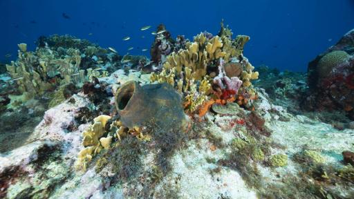 ¿Por qué son importantes los arrecifes en San Andrés?