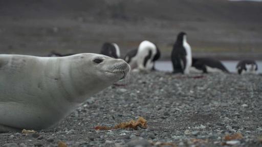 Expedición a Antártida: especies, importancia y papel de Colombia 