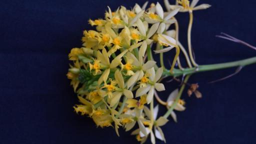 Orquídeas en Colombia | Descubren nueva especie en Huila 