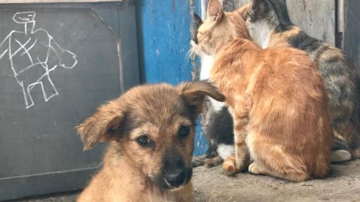 De vender dulces a salvar perros y gatos. El milagro de "Huellitas Callejeras" en Barranquilla