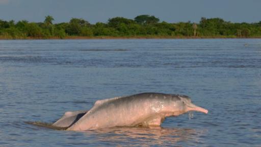 Toninas o delfines rosados del Amazona en peligro 