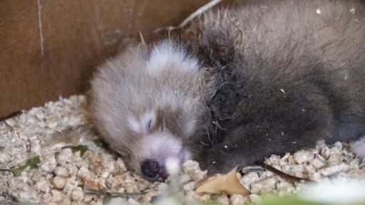 Nació una cría de panda rojo, especie en vía de extinción
