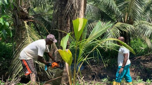 Enfermedades del coco en la costa pacífica