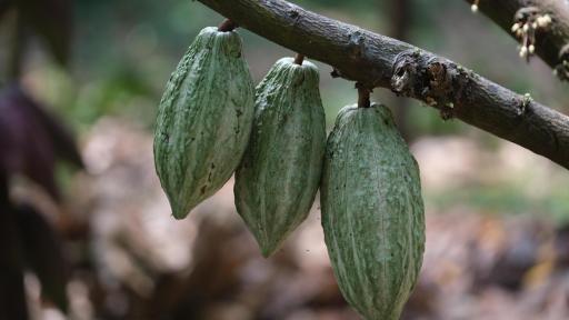 Caquetá: Comunidad Arhuaca aconseja a productores de cacao