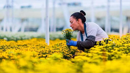 Exportación de flores en Colombia creció en San Valentín 2026