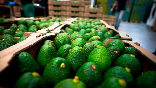 Exportaciones de aguacate hass 2025