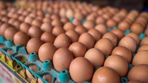 Exportación de pollo y huevos colombianos: llegan a Asia, Europa, Centroamérica y Medio Oriente